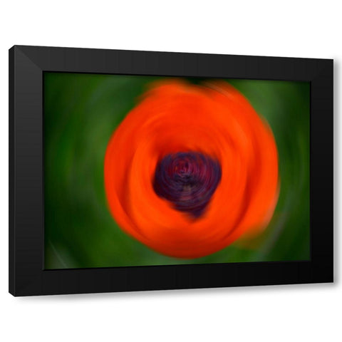 Orange Poppy Black Modern Wood Framed Art Print by Plank, Savanah