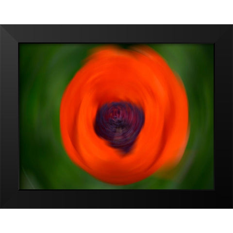 Orange Poppy Black Modern Wood Framed Art Print by Plank, Savanah