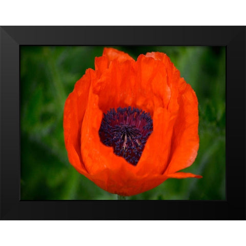 Orange Poppy Black Modern Wood Framed Art Print by Plank, Savanah