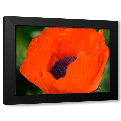 Orange Poppy Black Modern Wood Framed Art Print with Double Matting by Plank, Savanah
