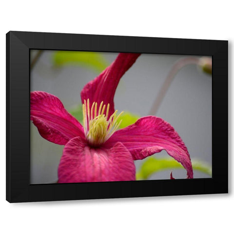 Pink Clematis Black Modern Wood Framed Art Print with Double Matting by Plank, Savanah