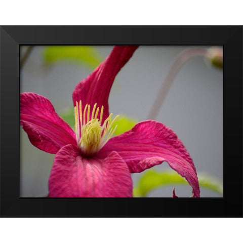 Pink Clematis Black Modern Wood Framed Art Print by Plank, Savanah