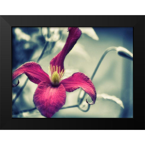 Pink Clematis Black Modern Wood Framed Art Print by Plank, Savanah
