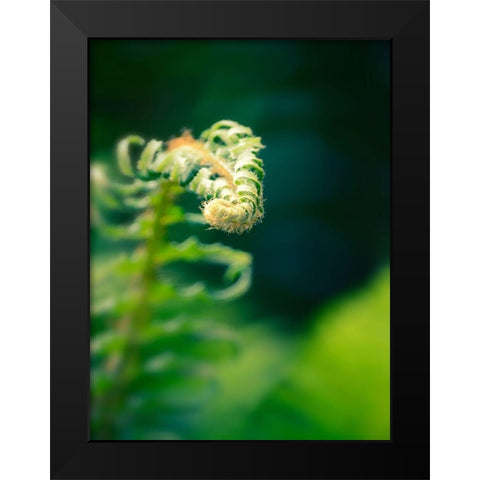 Garden Fern Black Modern Wood Framed Art Print by Plank, Savanah