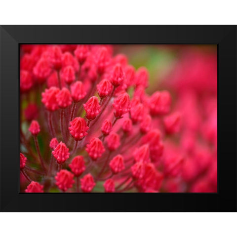Pink Flower Black Modern Wood Framed Art Print by Plank, Savanah