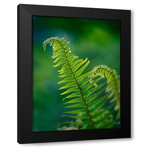 Garden Fern Black Modern Wood Framed Art Print with Double Matting by Plank, Savanah