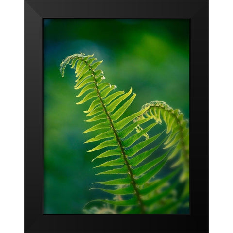 Garden Fern Black Modern Wood Framed Art Print by Plank, Savanah