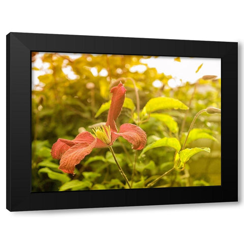Summertime Clematis Black Modern Wood Framed Art Print by Plank, Savanah