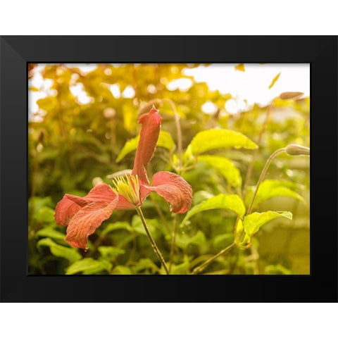 Summertime Clematis Black Modern Wood Framed Art Print by Plank, Savanah