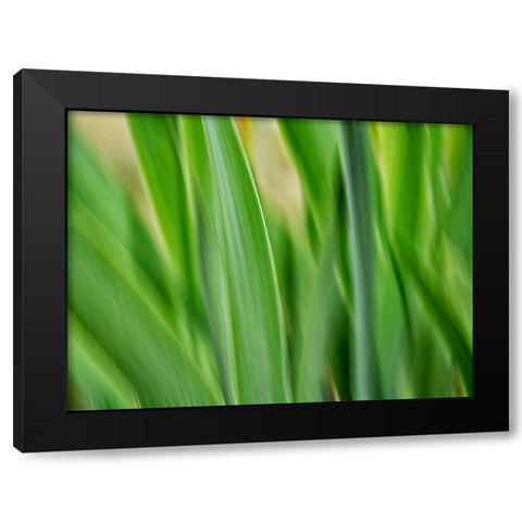 Flora blades Black Modern Wood Framed Art Print by Plank, Savanah