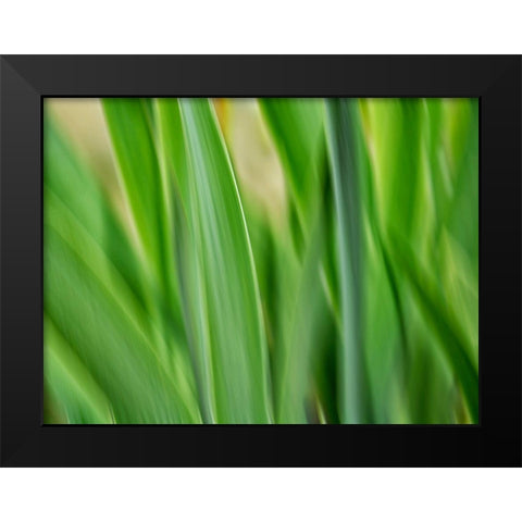 Flora blades Black Modern Wood Framed Art Print by Plank, Savanah