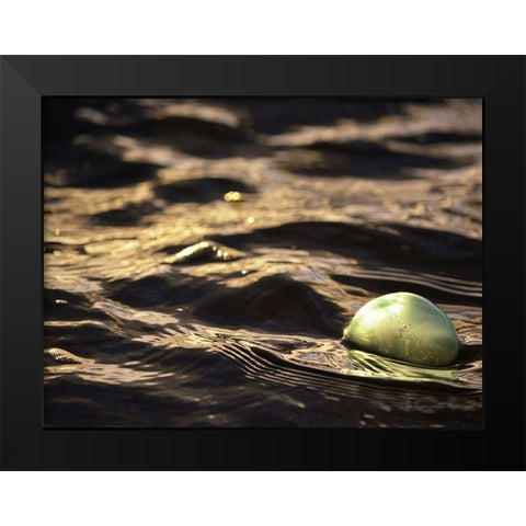 USA, Southeast Alaska, Ketchik Black Modern Wood Framed Art Print by Plank, Savanah