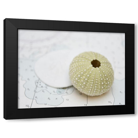 Nautical Urchin Black Modern Wood Framed Art Print by Plank, Savanah