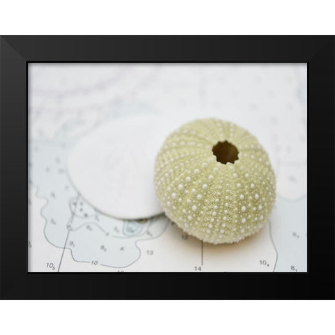 Nautical Urchin Black Modern Wood Framed Art Print by Plank, Savanah