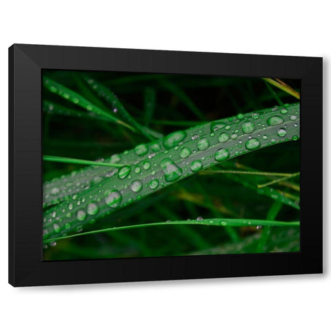 Rain drop beach grass Black Modern Wood Framed Art Print with Double Matting by Plank, Savanah