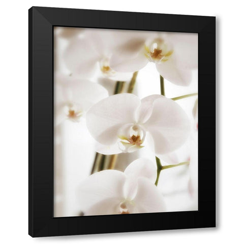 White Orchids Black Modern Wood Framed Art Print by Plank, Savanah