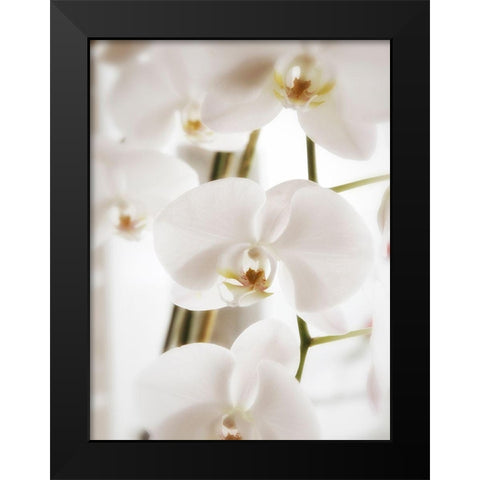 White Orchids Black Modern Wood Framed Art Print by Plank, Savanah