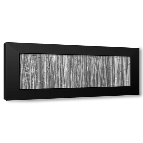 Bamboo Forest Black Modern Wood Framed Art Print with Double Matting by Bennion, Scott