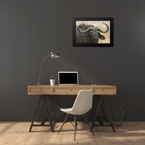 Cape Buffalo and Red Billed Oxpeckers Black Modern Wood Framed Art Print by Bennion, Scott