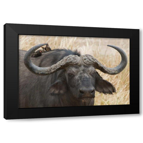 Cape Buffalo and Red Billed Oxpeckers Black Modern Wood Framed Art Print with Double Matting by Bennion, Scott