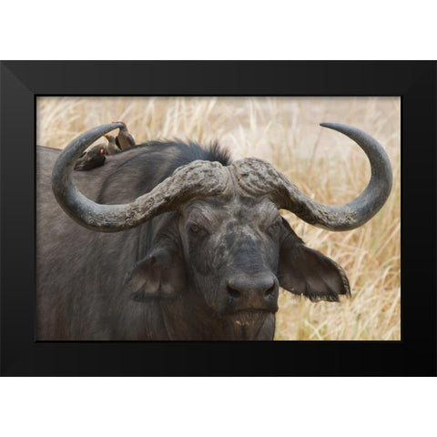 Cape Buffalo and Red Billed Oxpeckers Black Modern Wood Framed Art Print by Bennion, Scott