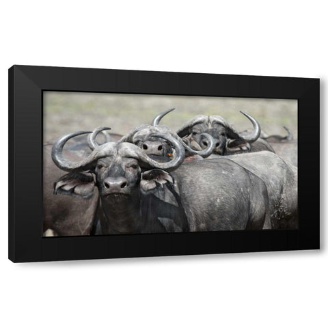 Cape Buffalos and Friend Black Modern Wood Framed Art Print by Bennion, Scott