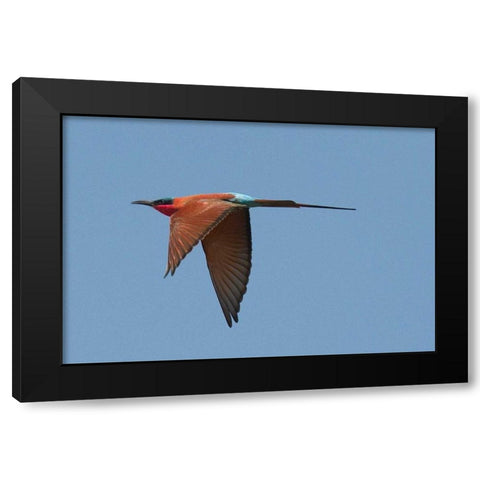 Carmine Bee Eater Black Modern Wood Framed Art Print by Bennion, Scott