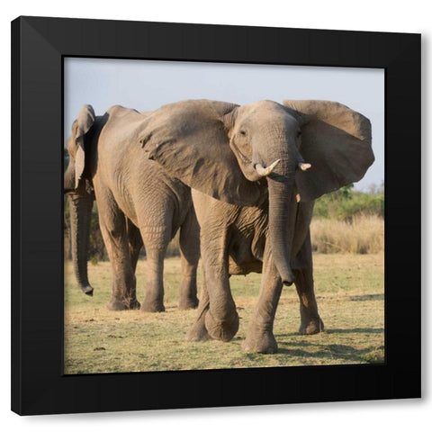 Charging Elepant Black Modern Wood Framed Art Print with Double Matting by Bennion, Scott