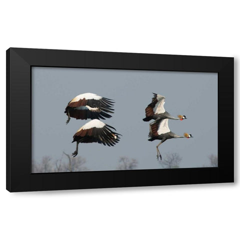 Crested Cranes Black Modern Wood Framed Art Print with Double Matting by Bennion, Scott