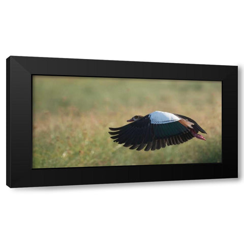 Egypian Goose Black Modern Wood Framed Art Print with Double Matting by Bennion, Scott