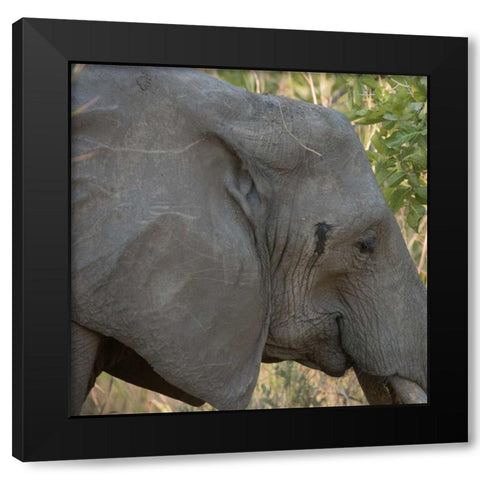 female elephant - Zabia Black Modern Wood Framed Art Print with Double Matting by Bennion, Scott