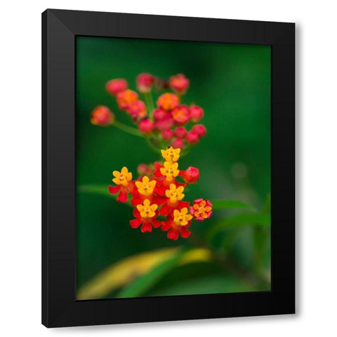 Flowers from Guatemala Black Modern Wood Framed Art Print with Double Matting by Bennion, Scott