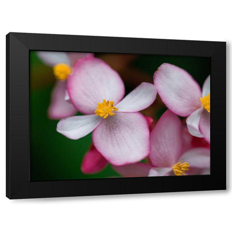 Flowers from Peru Black Modern Wood Framed Art Print by Bennion, Scott