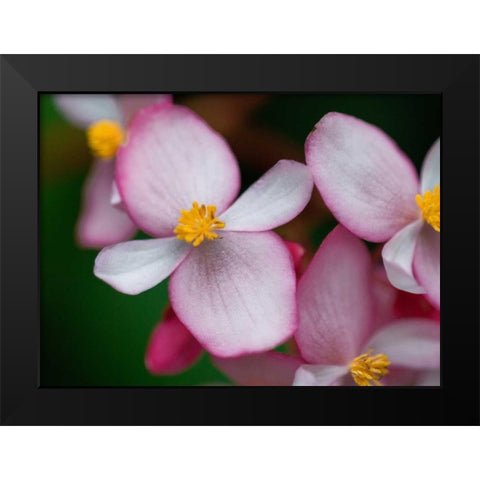 Flowers from Peru Black Modern Wood Framed Art Print by Bennion, Scott