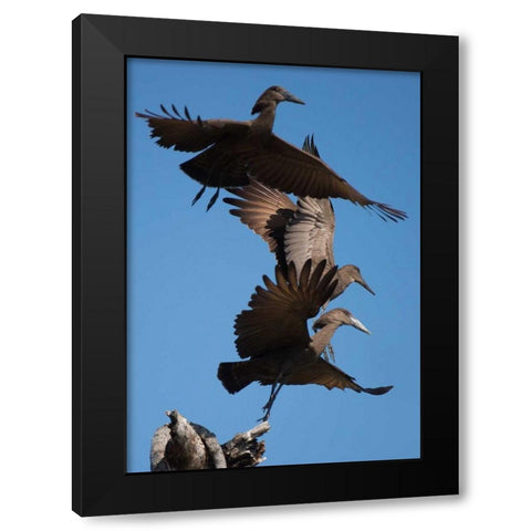 Hammerkops in flight Black Modern Wood Framed Art Print with Double Matting by Bennion, Scott