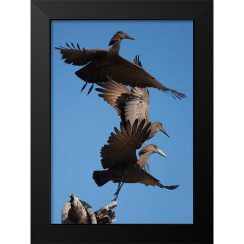 Hammerkops in flight Black Modern Wood Framed Art Print by Bennion, Scott