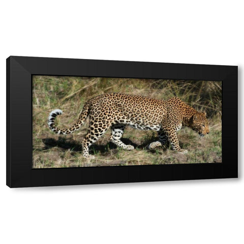 Leopard Hunting Black Modern Wood Framed Art Print by Bennion, Scott