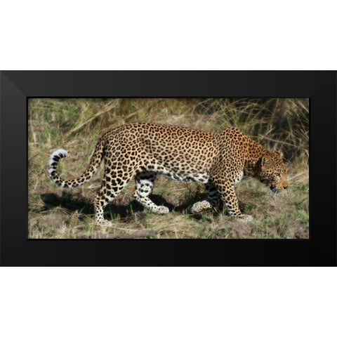 Leopard Hunting Black Modern Wood Framed Art Print by Bennion, Scott