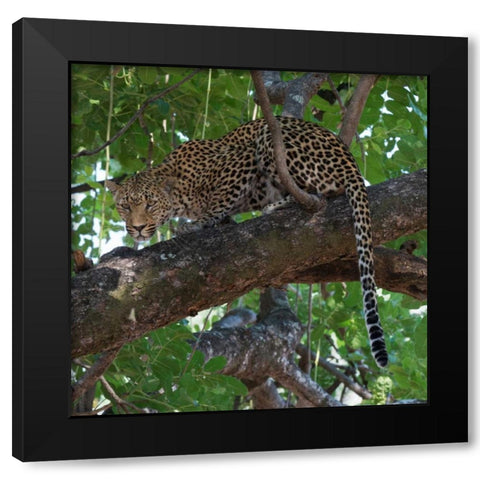 Leopard in a Tree Black Modern Wood Framed Art Print with Double Matting by Bennion, Scott