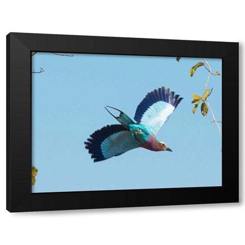 Lilac Breasted Roller Black Modern Wood Framed Art Print with Double Matting by Bennion, Scott