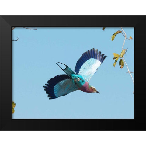 Lilac Breasted Roller Black Modern Wood Framed Art Print by Bennion, Scott