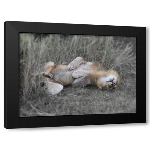 Lion on his back Black Modern Wood Framed Art Print by Bennion, Scott