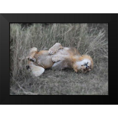 Lion on his back Black Modern Wood Framed Art Print by Bennion, Scott