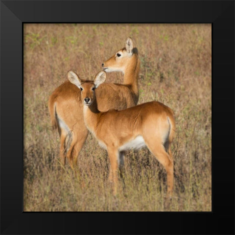 Puku - Zambia Black Modern Wood Framed Art Print by Bennion, Scott