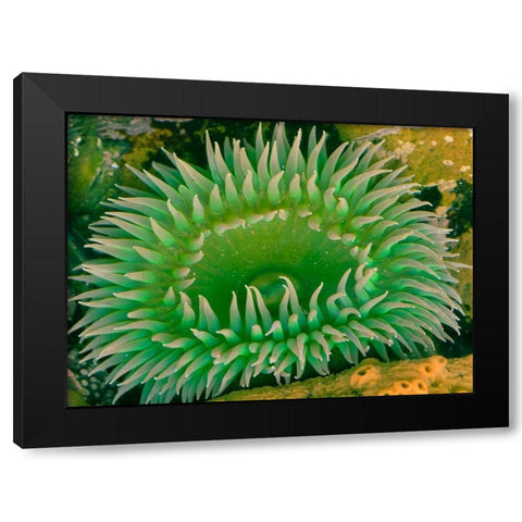 Alive Black Modern Wood Framed Art Print with Double Matting by Bennion, Scott