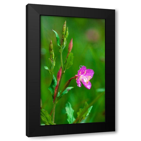 Spring Flower Black Modern Wood Framed Art Print by Bennion, Scott