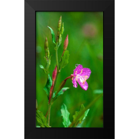 Spring Flower Black Modern Wood Framed Art Print by Bennion, Scott