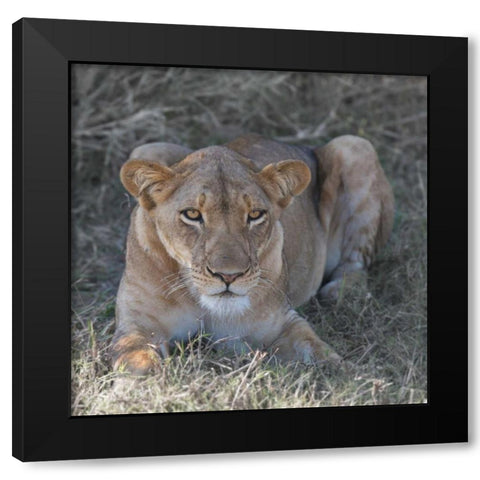 Lioness Black Modern Wood Framed Art Print with Double Matting by Bennion, Scott