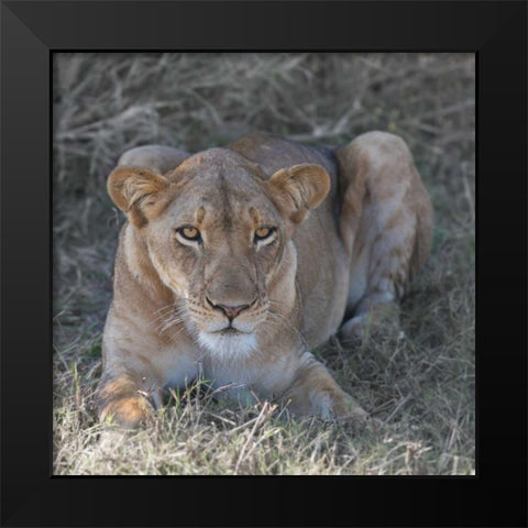 Lioness Black Modern Wood Framed Art Print by Bennion, Scott