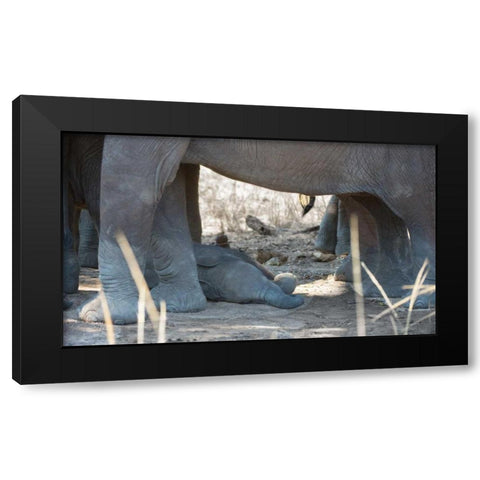 Sleeping Baby Black Modern Wood Framed Art Print by Bennion, Scott